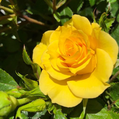 Rosa  Flower Power Gold™ - žlutá - Stromková růže s drobnými květy - stromková růže s kompaktním tvarem koruny